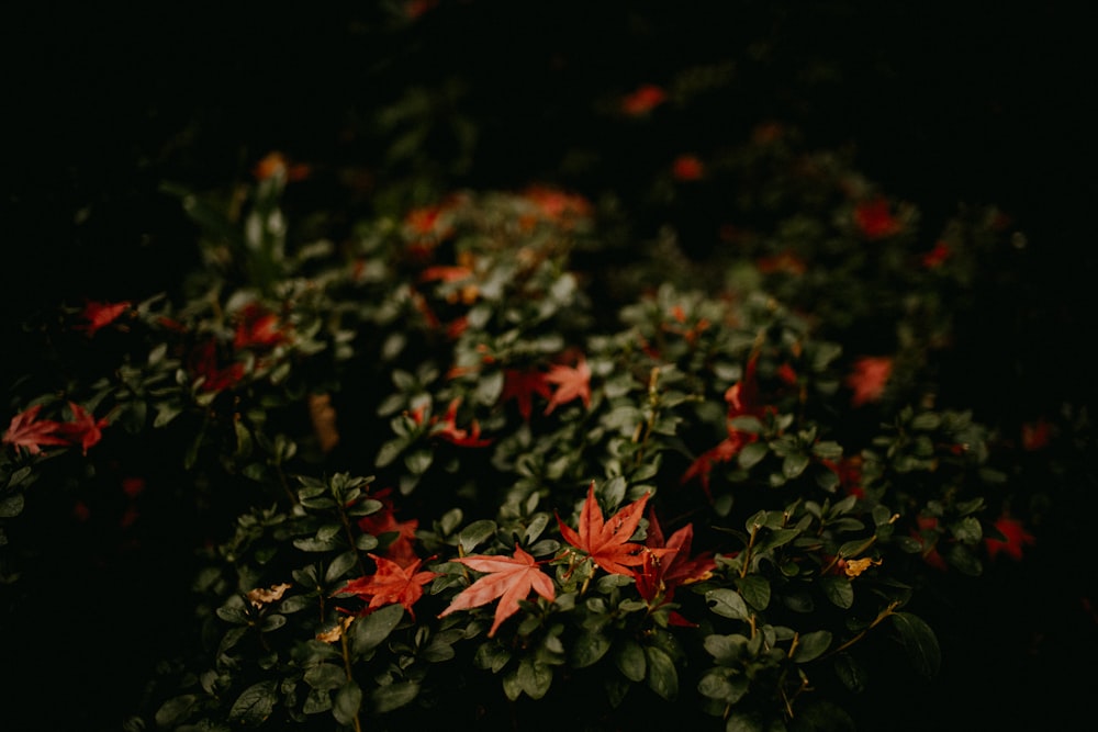 a bush with red flowers in the dark