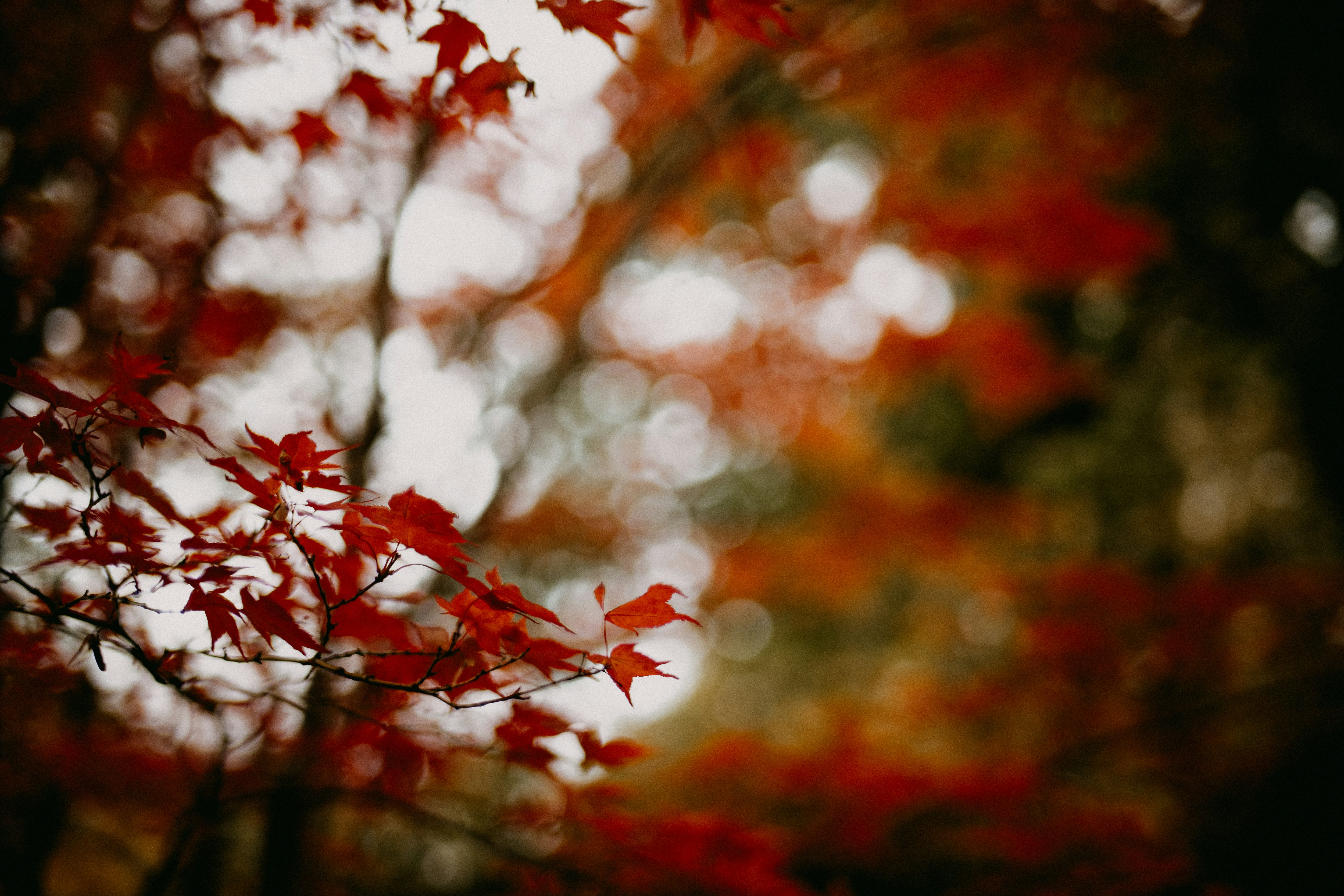 Photo by anniespratt