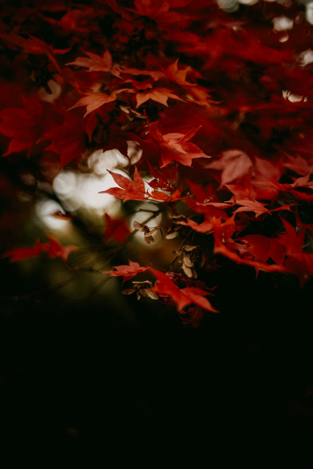 a red tree with lots of leaves on it