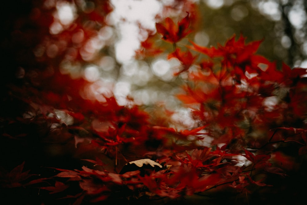 a red tree with lots of leaves on it