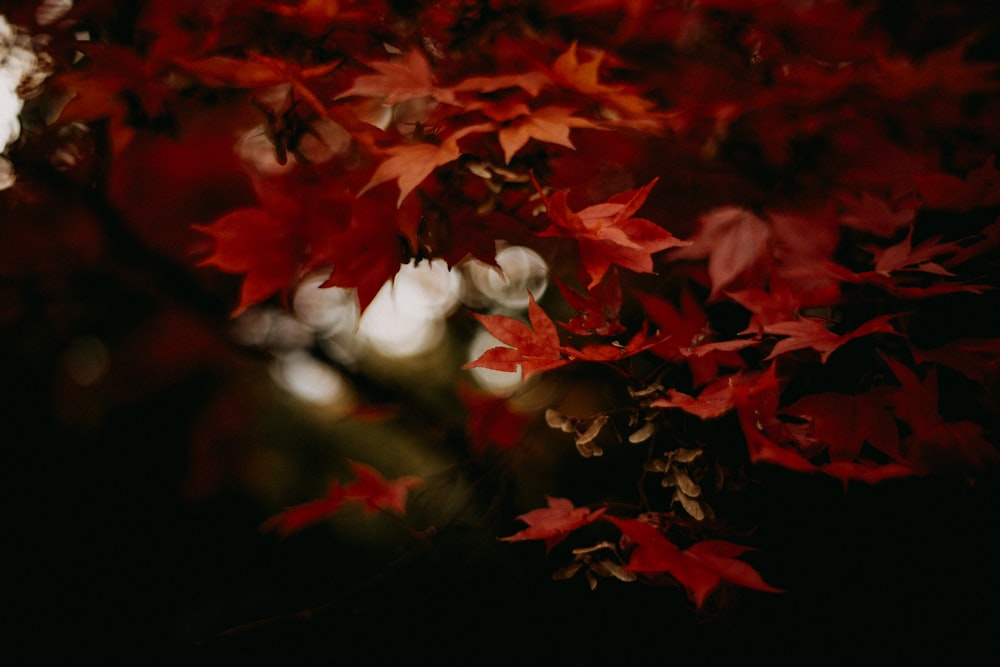 a tree that has red leaves on it