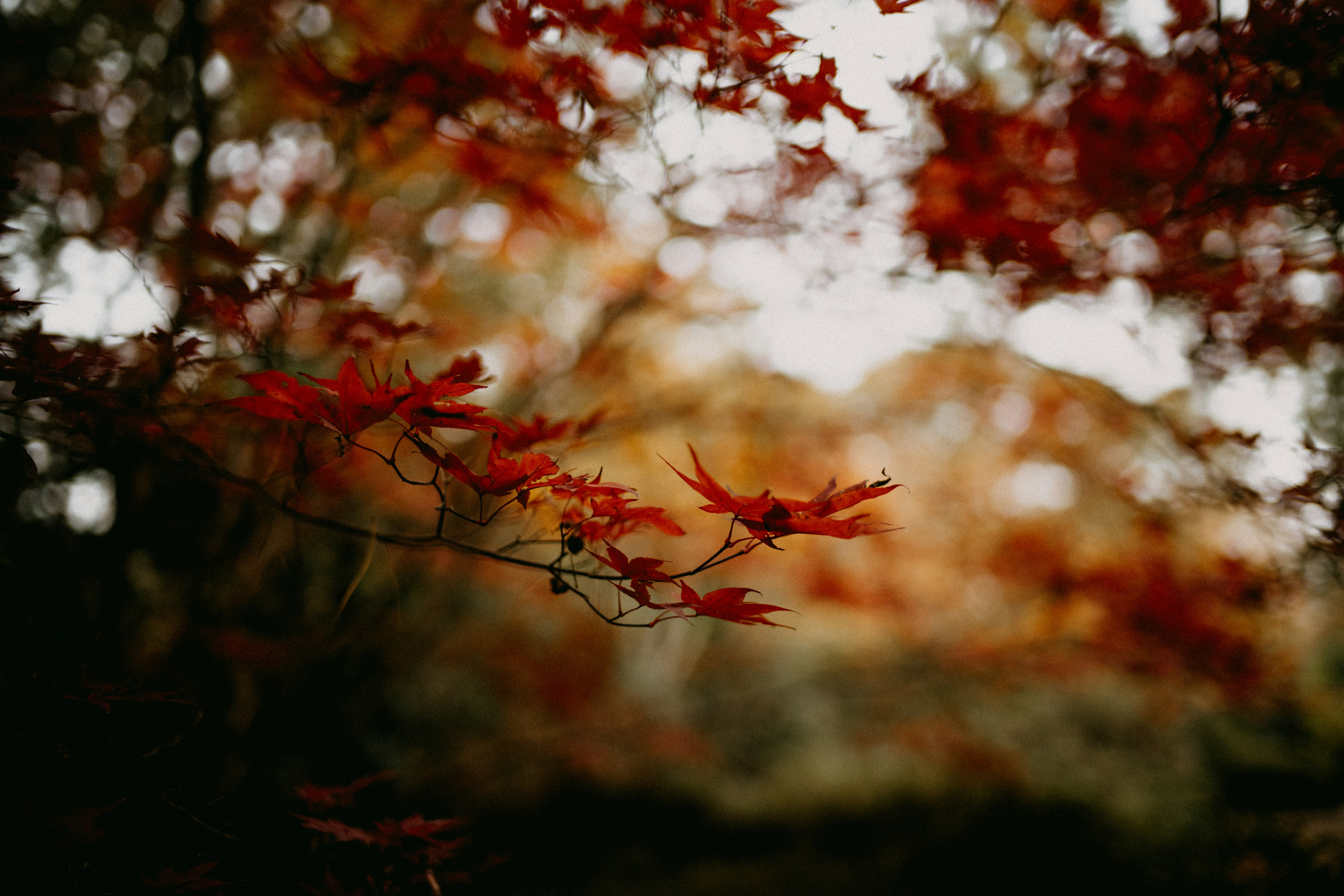 Photo by anniespratt