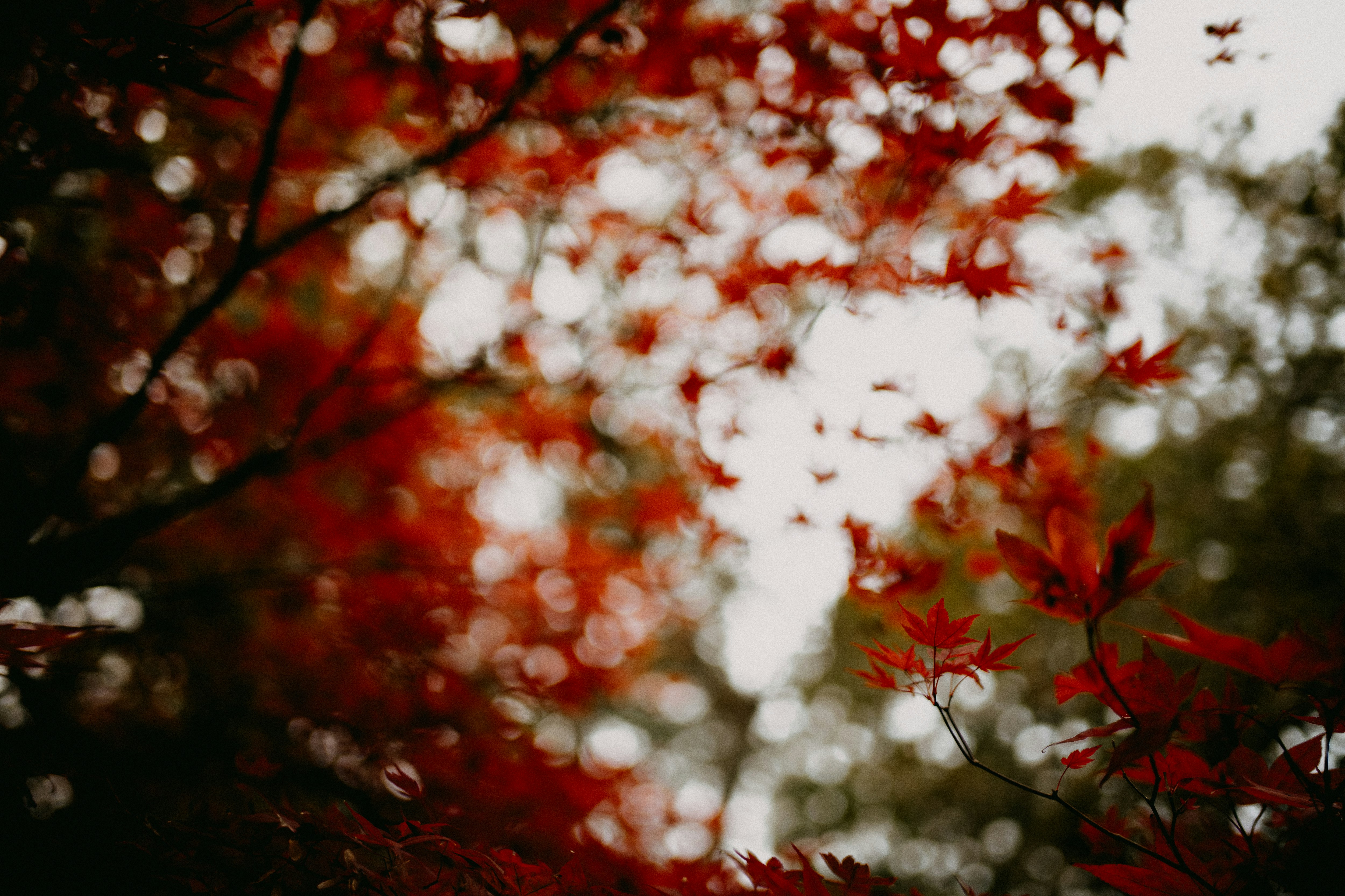 Photo by anniespratt