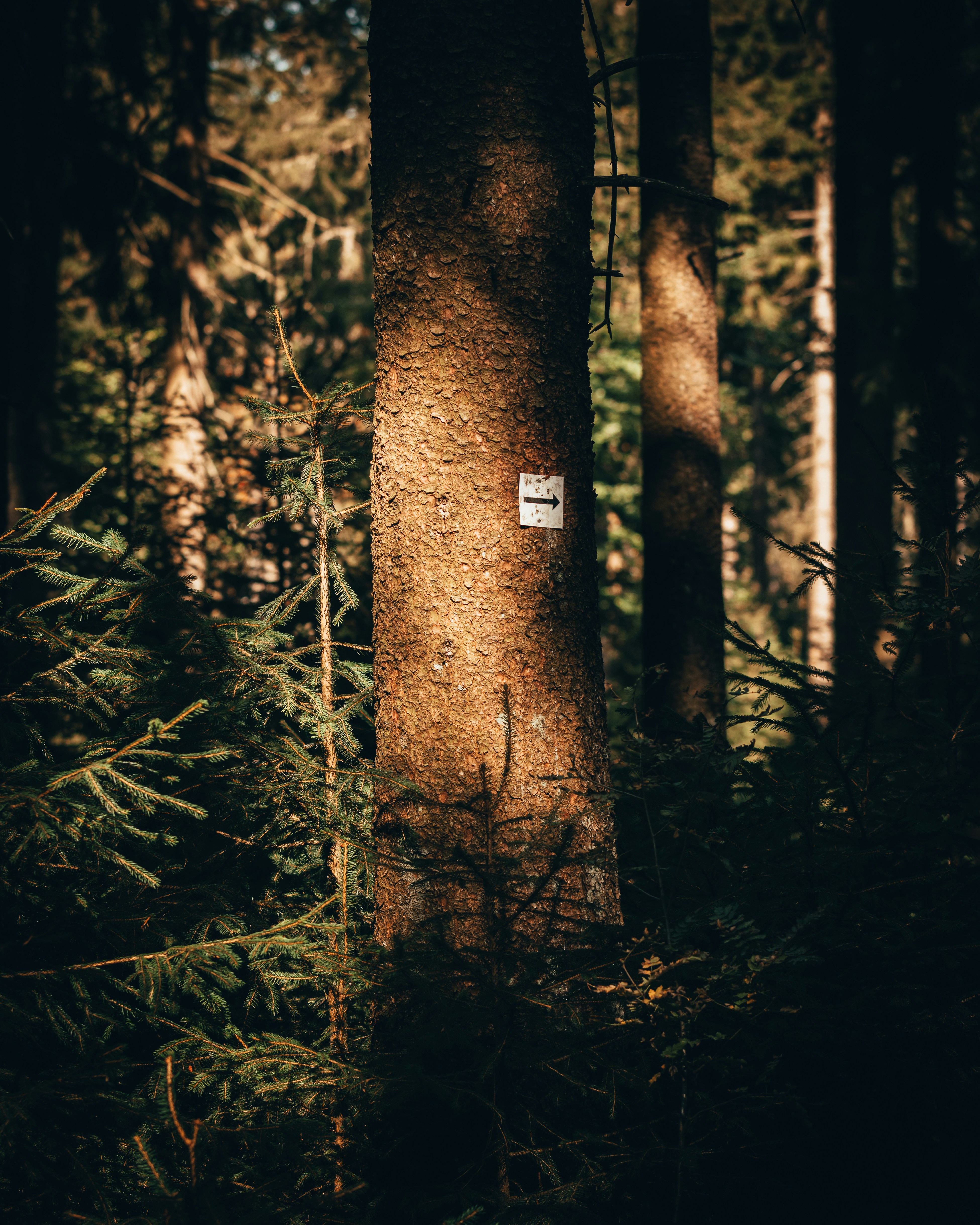 a sign on a tree in a forest