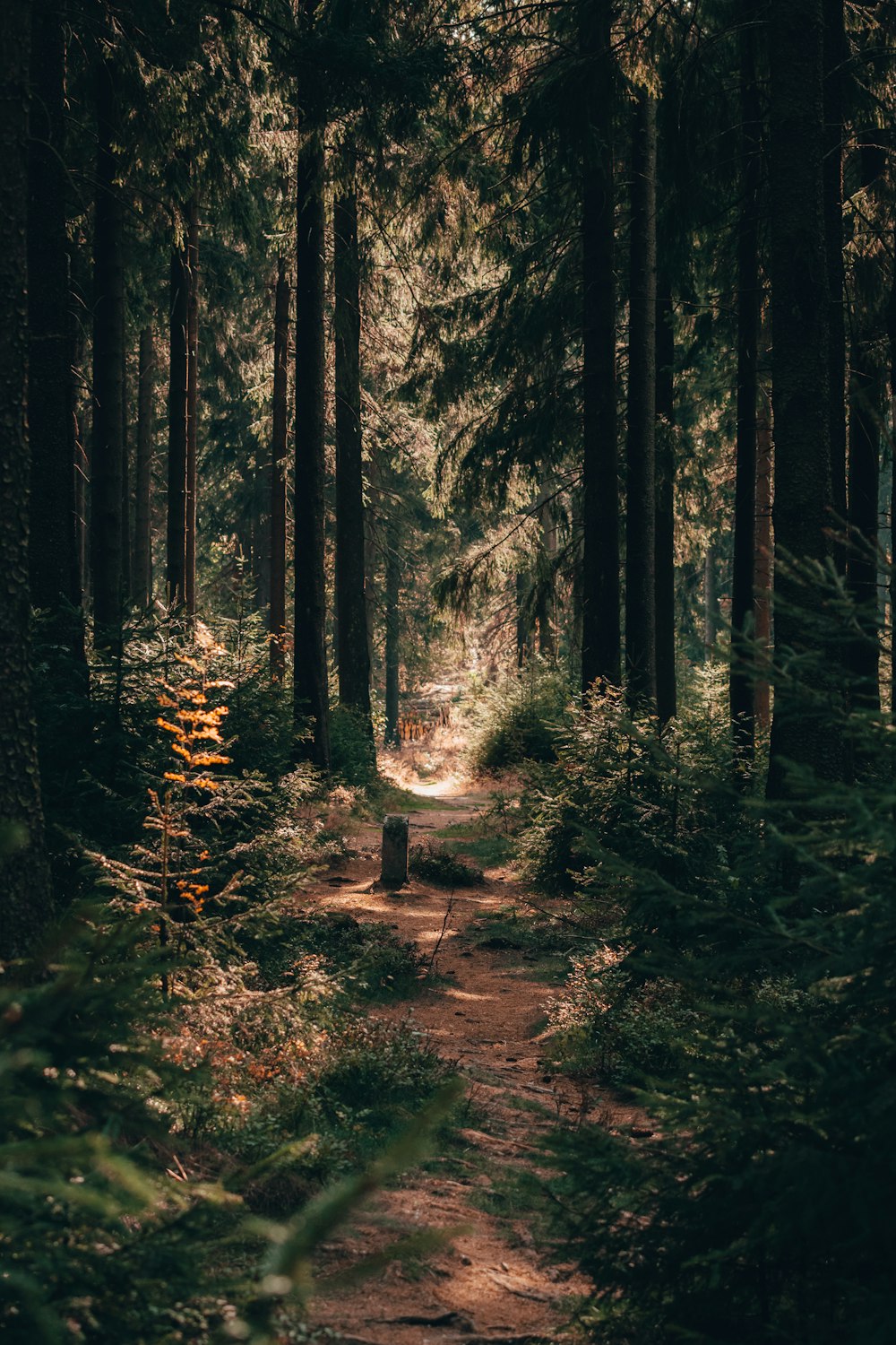 a path in the middle of a forest surrounded by tall trees