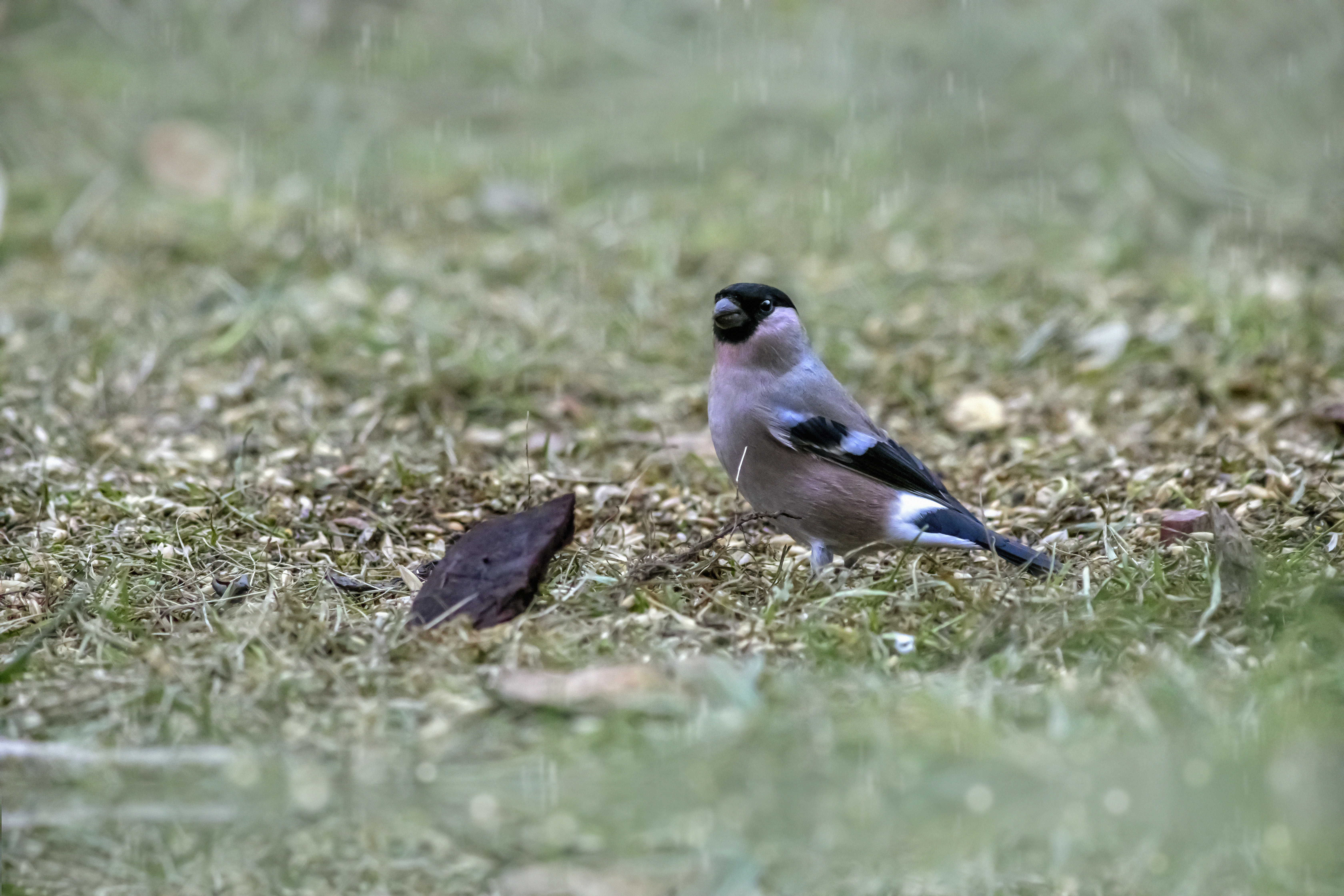 Photo by erik_karits