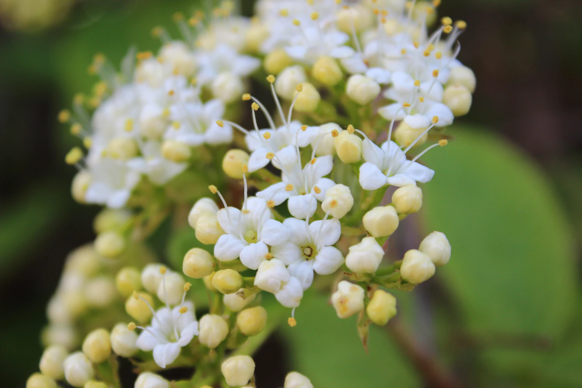 Alexandrian Laurel Calophyllum Punnag Tamanu Coastal Tree India — PlantCare