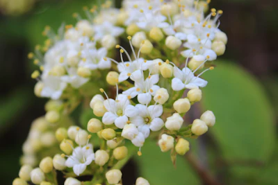 Alexandrian Laurel Calophyllum Punnag Tamanu Coastal Tree India — PlantCare
