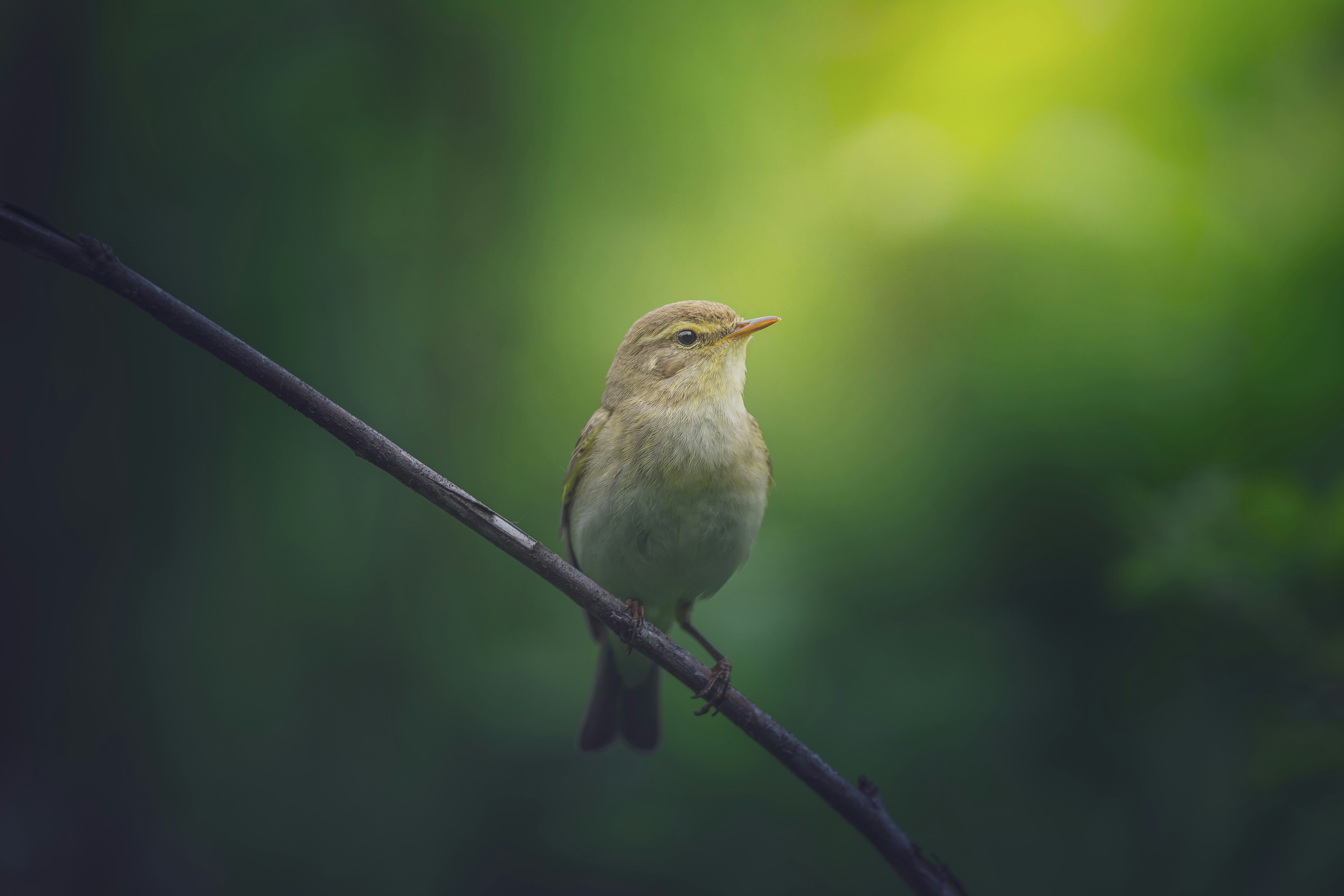 Photo by dkomow