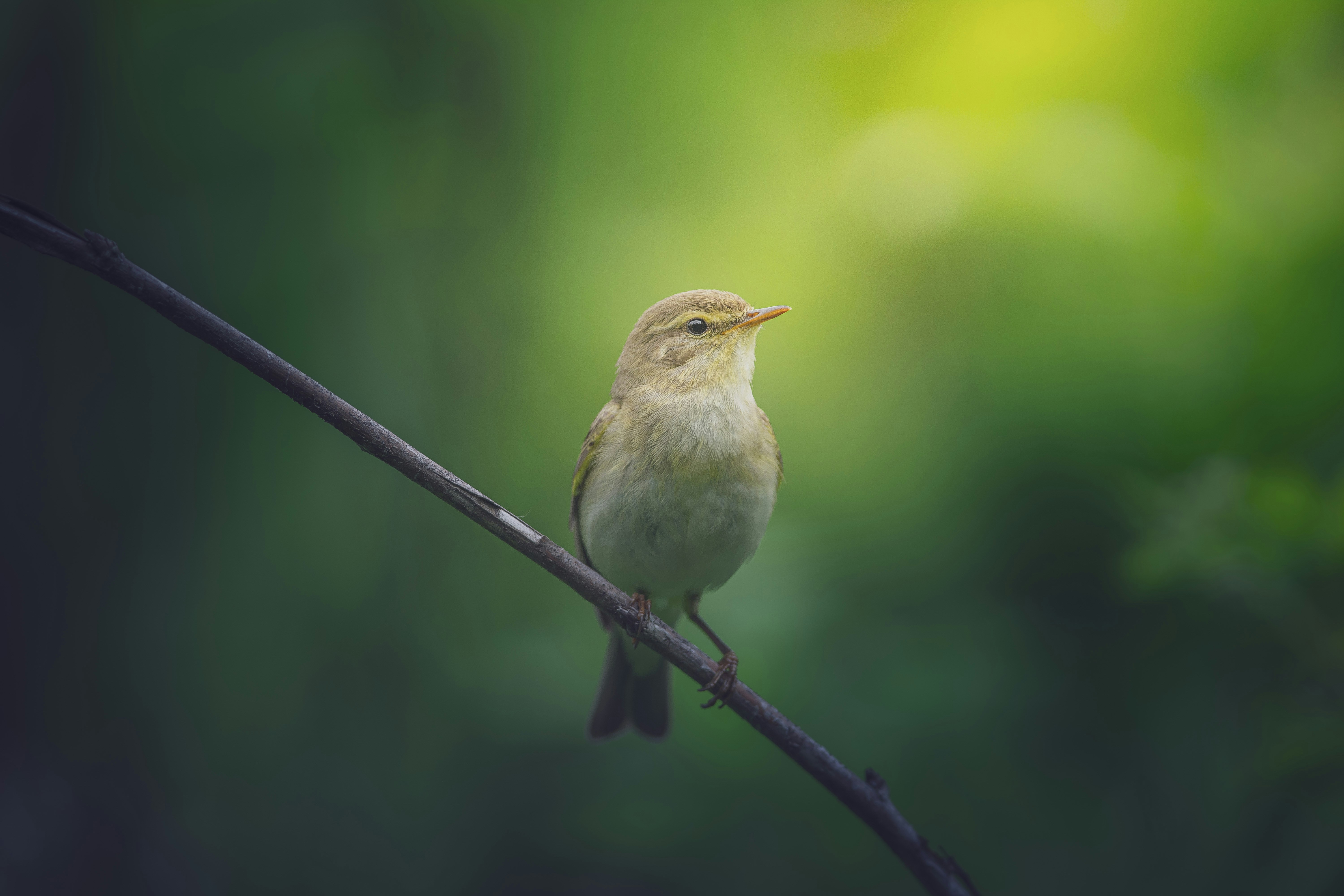Photo by dkomow