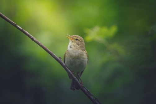 A small bird is perched on a thin branch, set against a blurred green background. The bird appears to be singing, with its beak slightly open, and has a soft, olive-colored plumage.