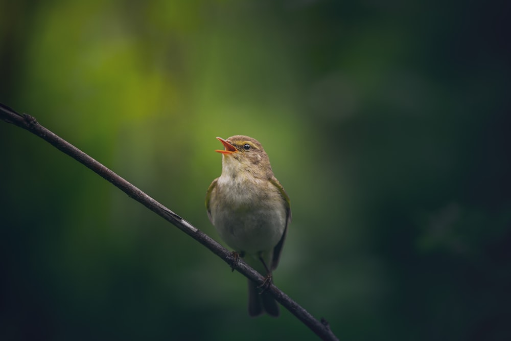 a small bird sitting on top of a tree branch