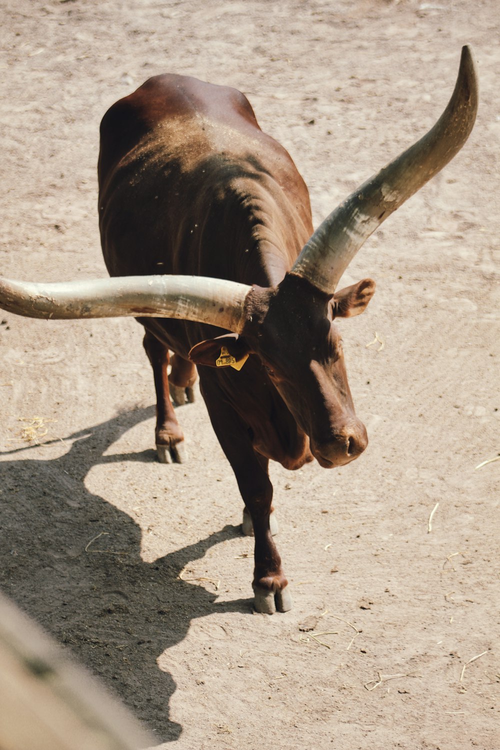 a bull with large horns standing in a dirt field