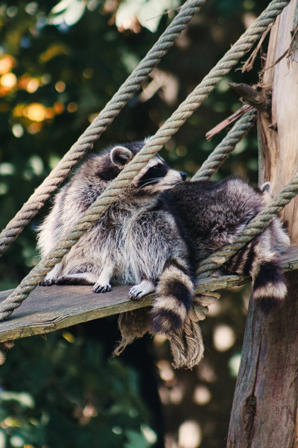 a raccoon sitting on a rope in a tree