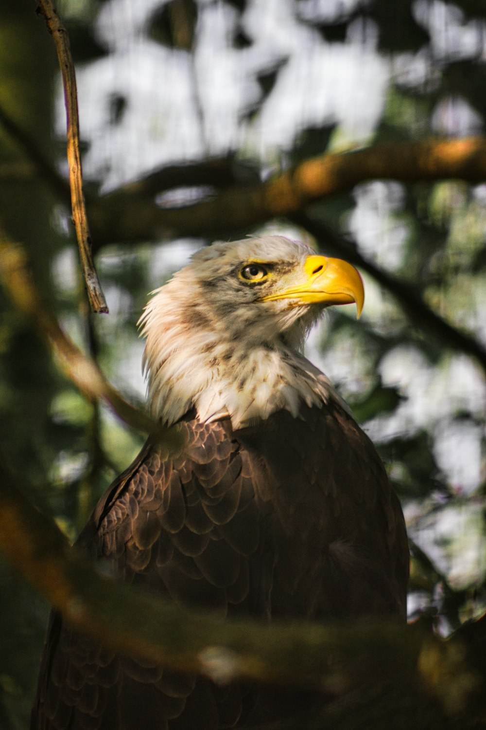 a bald eagle perched on a tree branch