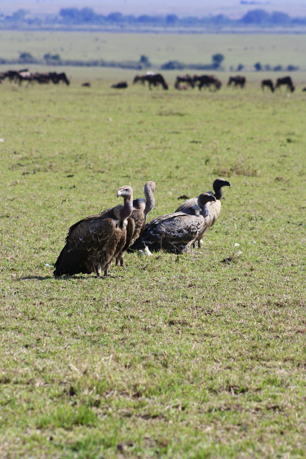 a group of vultures are standing in a field
