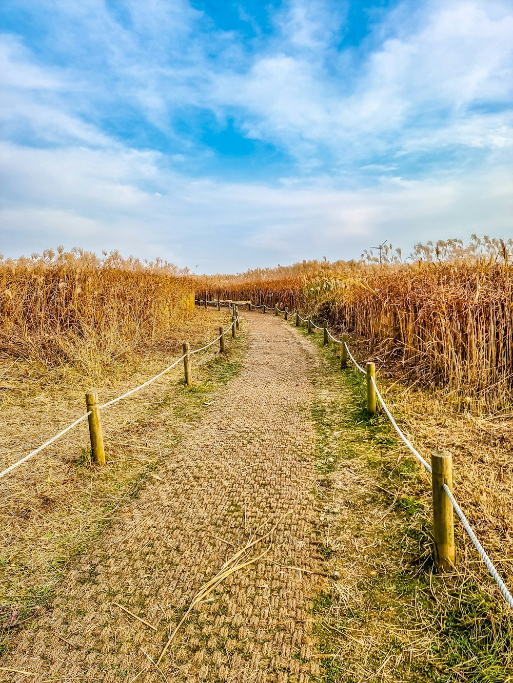 a dirt path in a field with tall grass