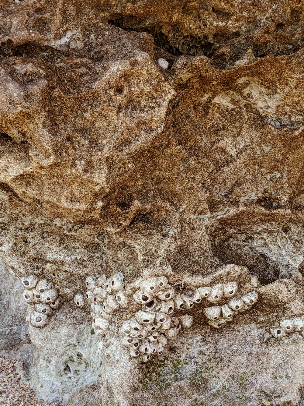 Un primer plano de una roca con un montón de agujeros en ella