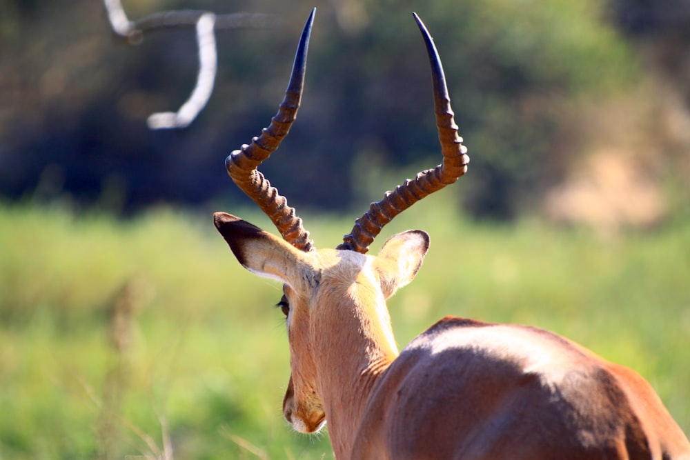 a gazelle with large horns standing in a field
