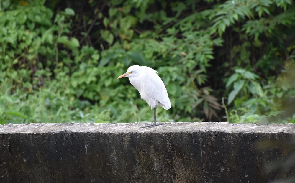 a white bird is standing on a wall