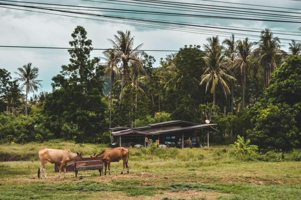 a couple of cows that are standing in the grass