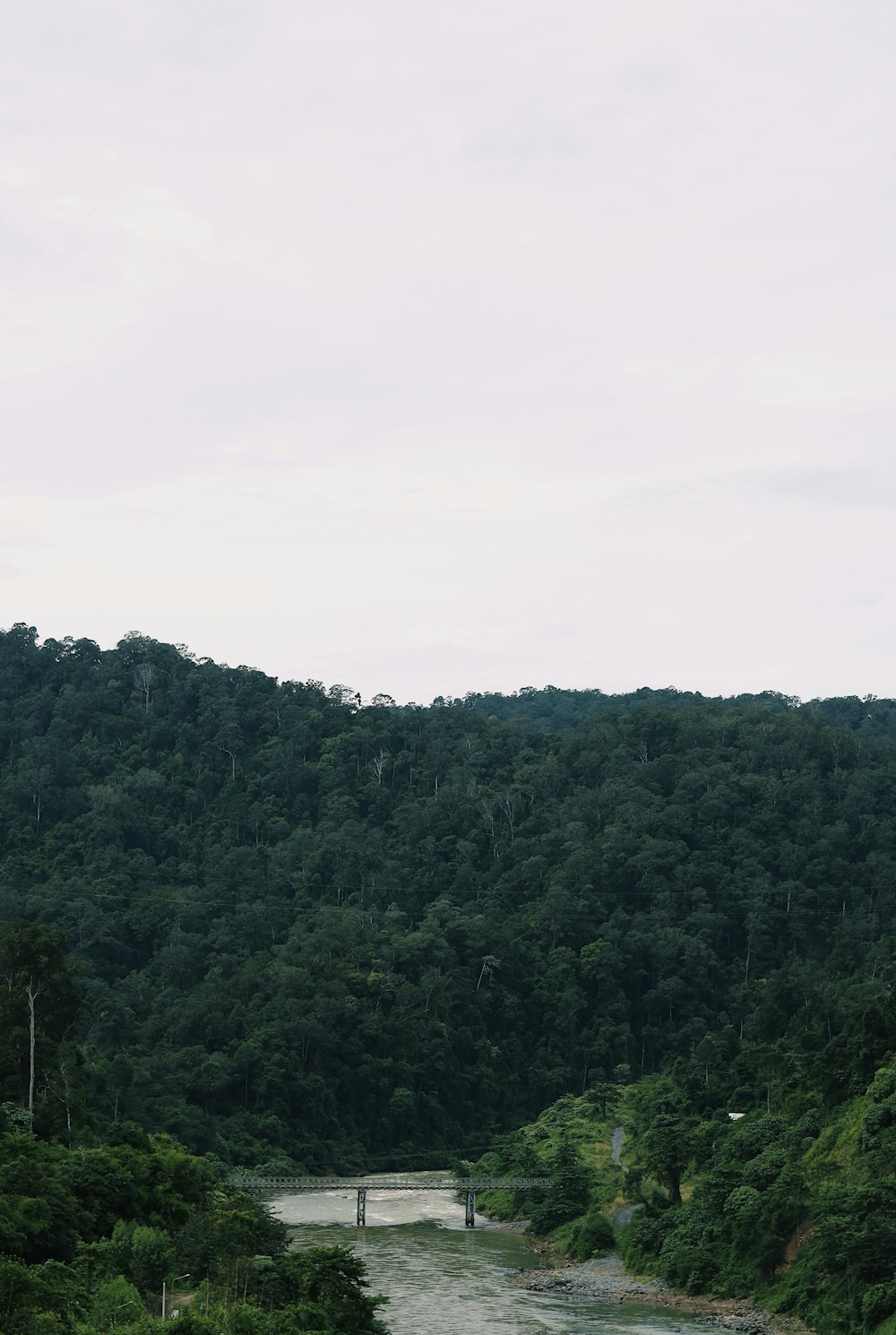 a river running through a lush green forest