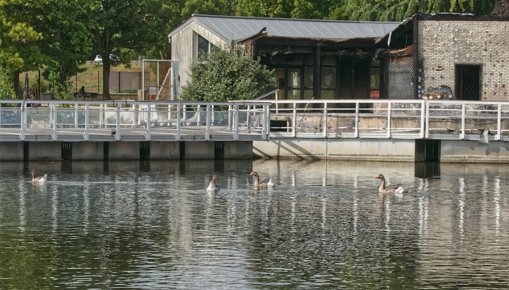 a bunch of birds that are in the water