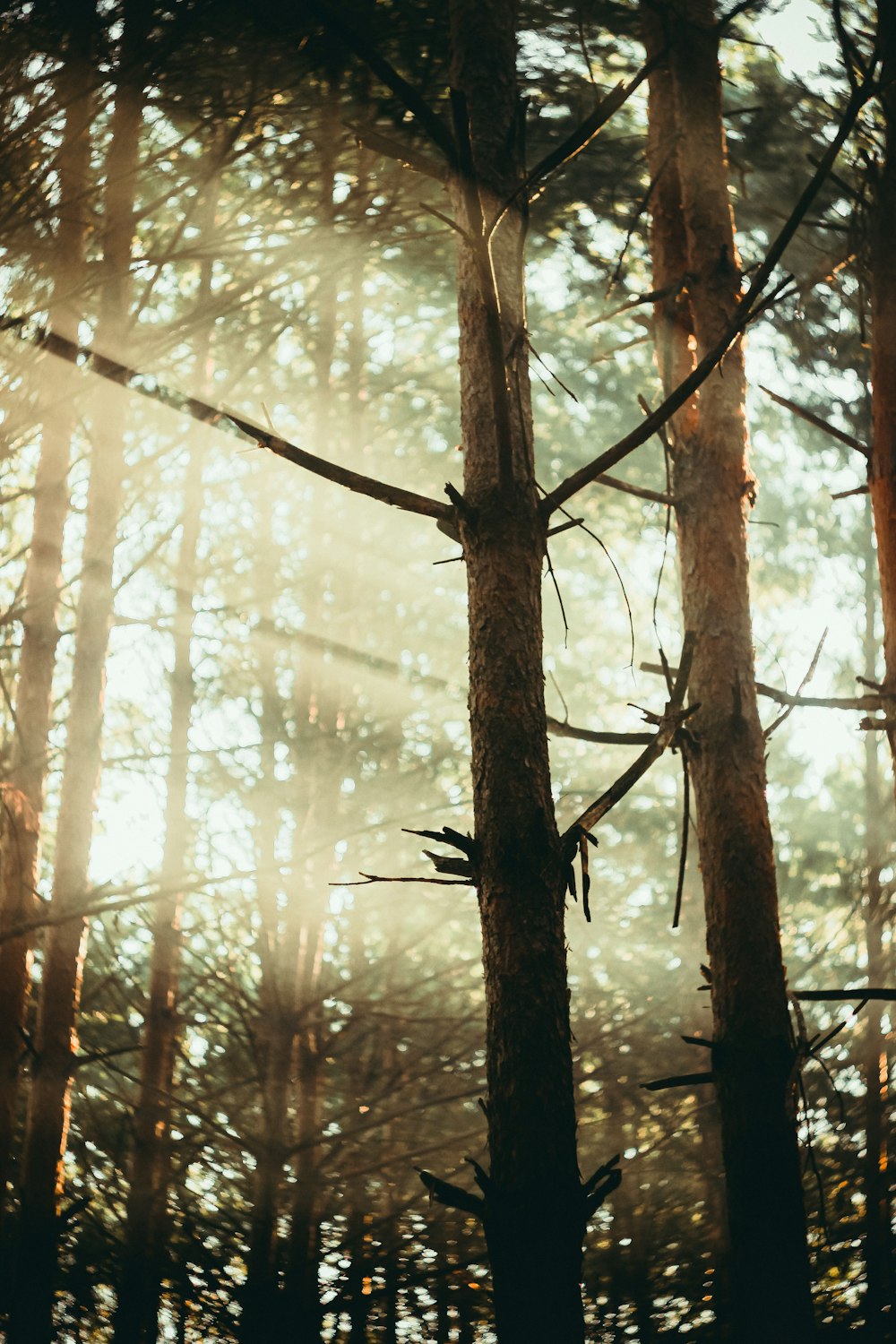 a forest filled with lots of tall trees