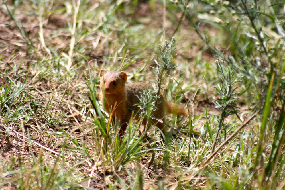 Un pequeño animal parado en la parte superior de un campo cubierto de hierba