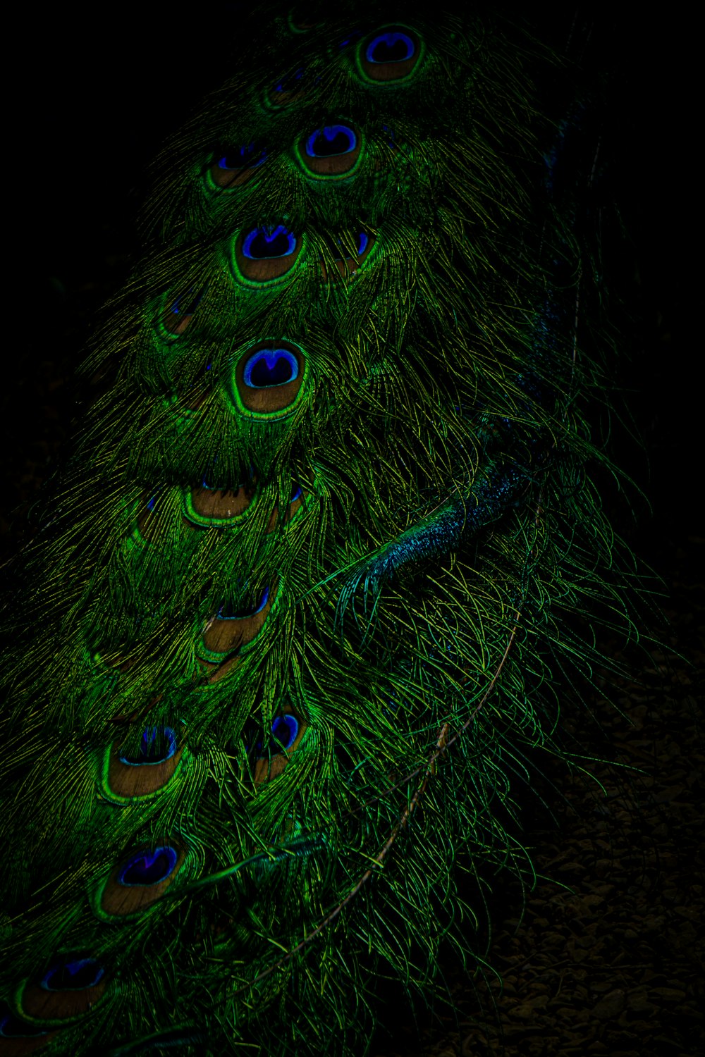 a close up of a peacock's feathers in the dark