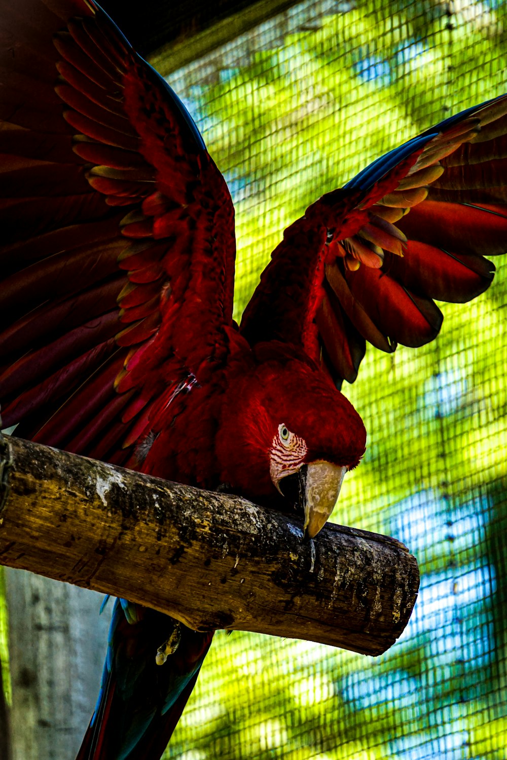 a red parrot with its wings spread out on a branch