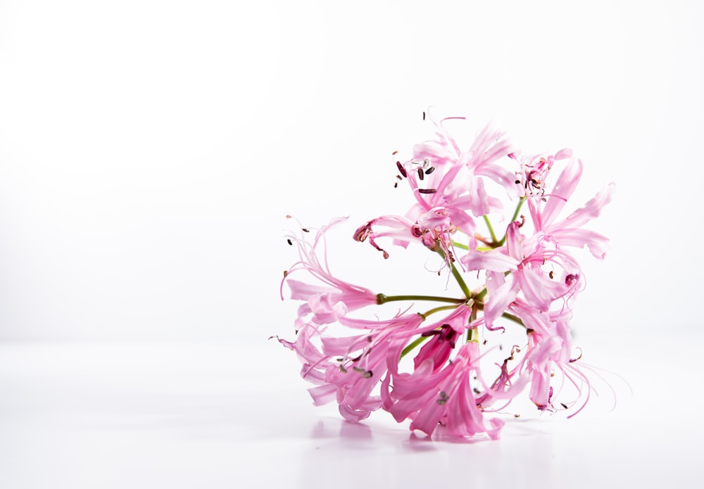 a bunch of pink flowers on a white background