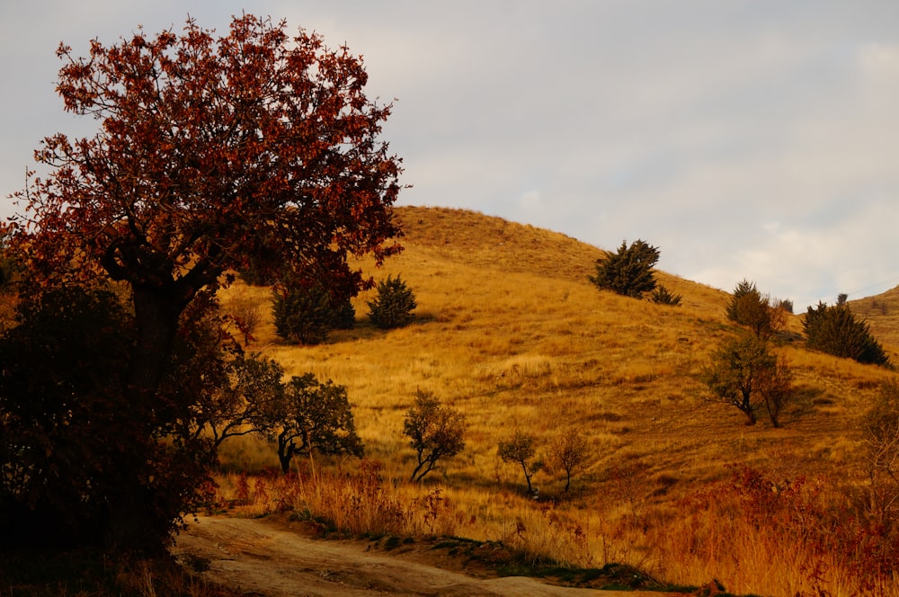 a grassy hill with a tree on top of it