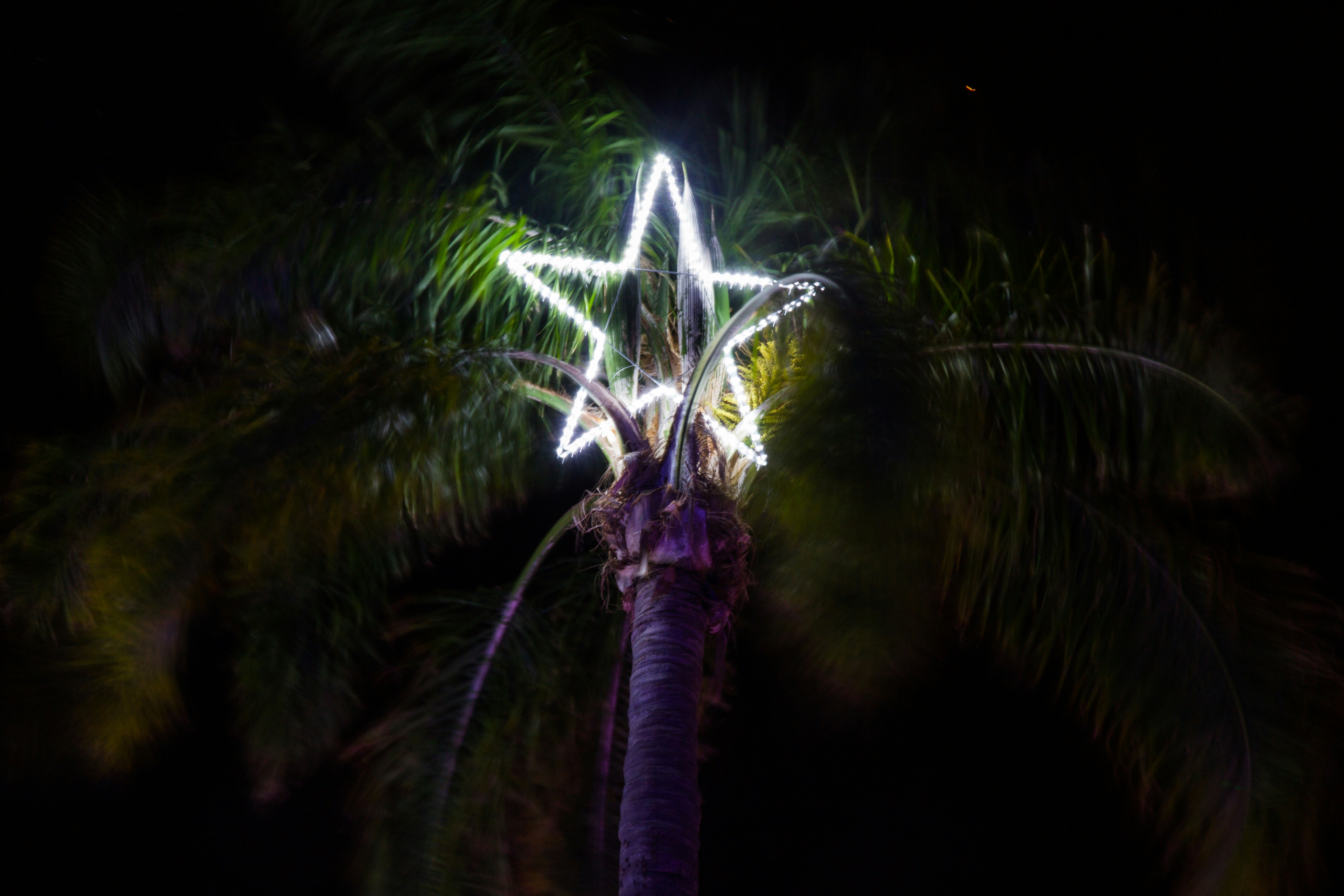 Palm tree lit with Christmas lights