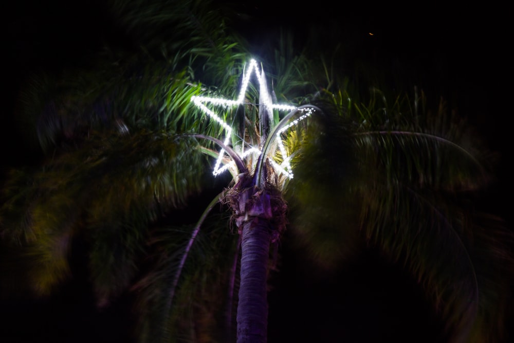 una palmera con una luz en forma de estrella