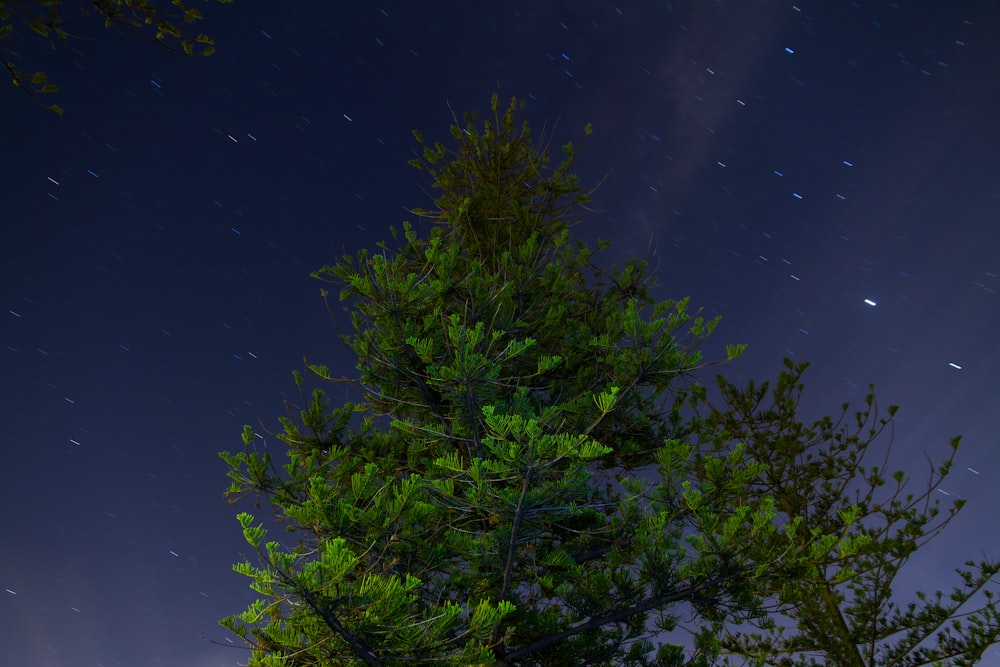 Il cielo notturno è pieno di stelle e alberi