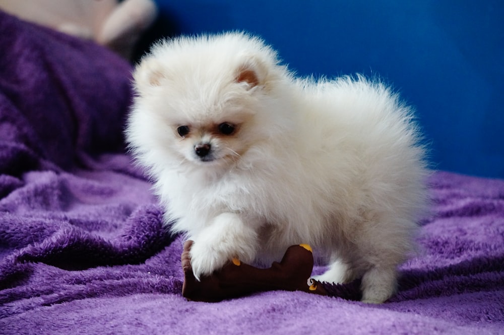 a small white dog sitting on top of a purple blanket