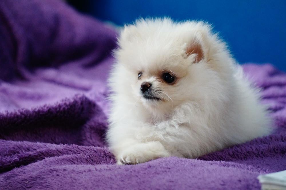 a small white dog laying on top of a purple blanket