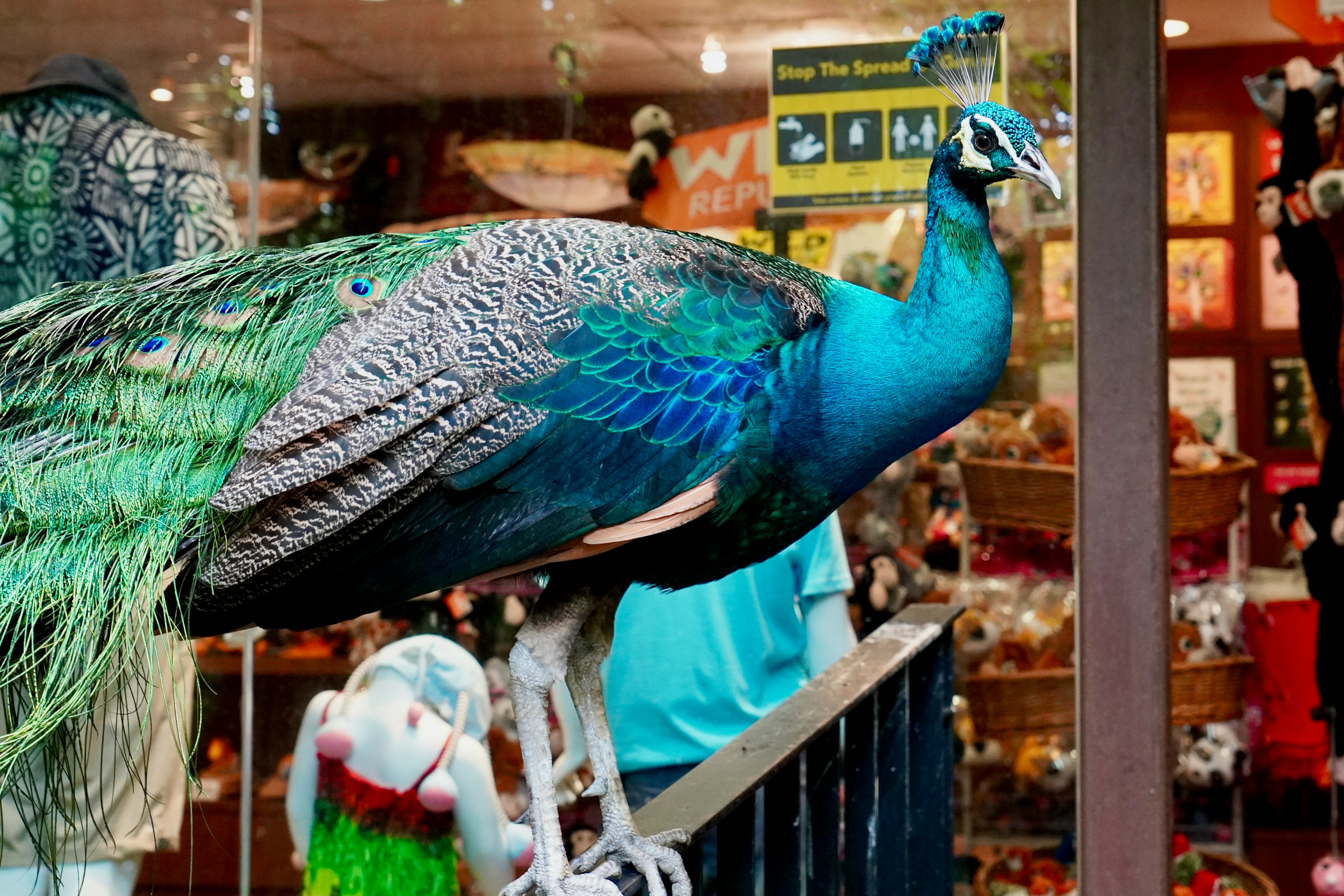 a peacock is standing on a rail in front of a store