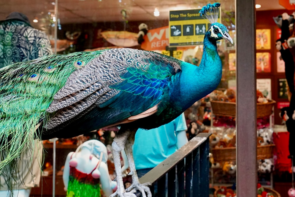 a peacock is standing on a rail in front of a store
