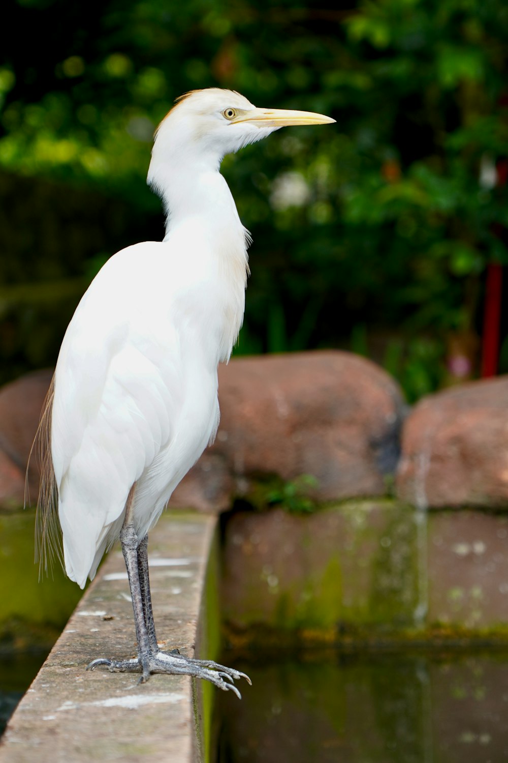 a white bird is standing on a ledge