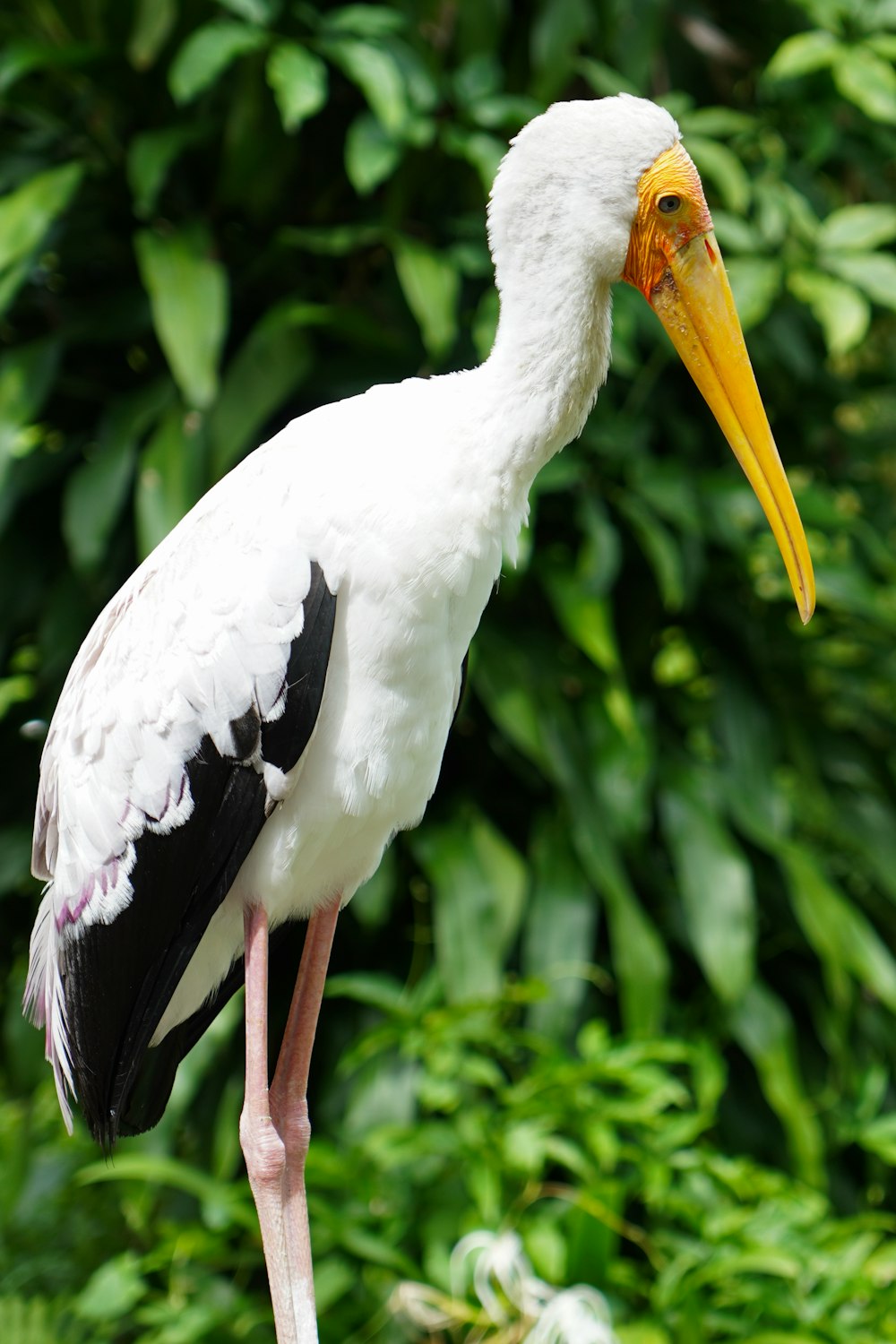 a white and black bird with a yellow beak