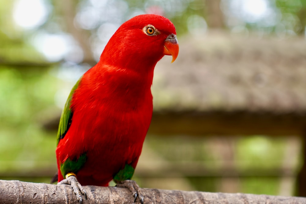 a red parrot sitting on top of a tree branch