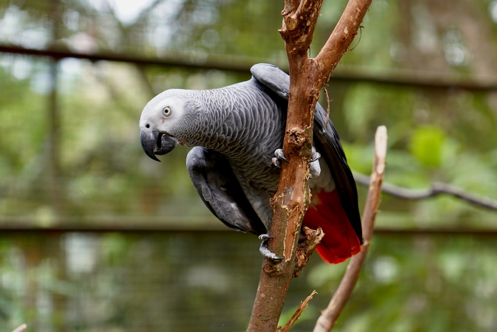 a parrot is perched on a tree branch