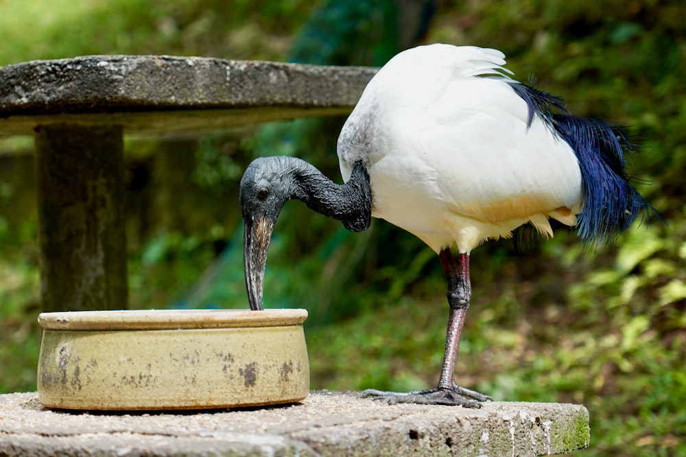 a large bird with a long beak standing next to a bowl