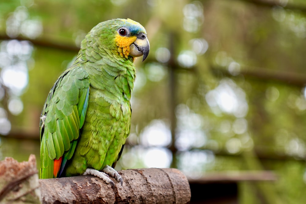 a green parrot sitting on top of a tree branch