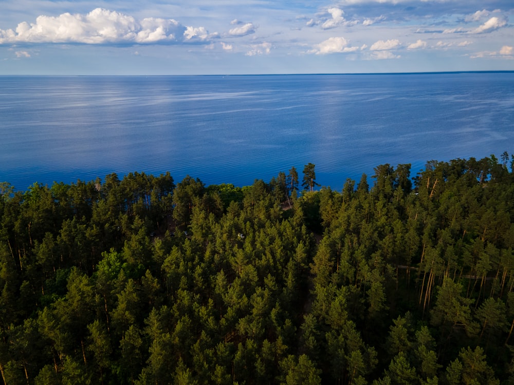 an aerial view of a forest and the ocean