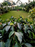 A wide shot of a landscaped garden featuring a mix of flowering plants and leafy greens.