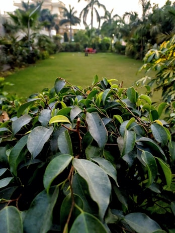 Wide shot of a landscaped garden featuring a mix of palms and flowering plants