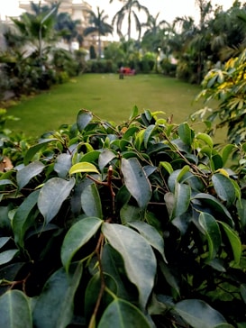 A lush green garden featuring a variety of plants and palm trees. In the foreground, vibrant green leaves are in sharp focus. The background reveals a well-maintained lawn with a few distant structures partially visible.